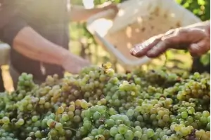 Grønne vindruer høstes med hånd for hjemmelaget vin i en solrik vingård.