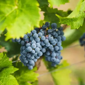 Blå druer som henger på en vinstokk – naturlig og klar til høsting